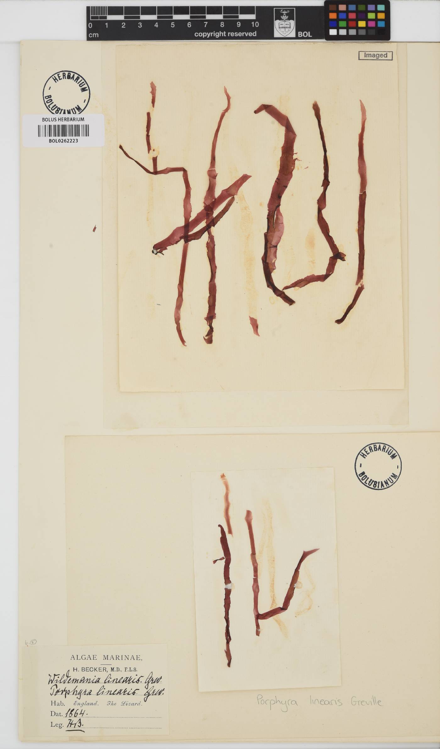 Bangiaceae image