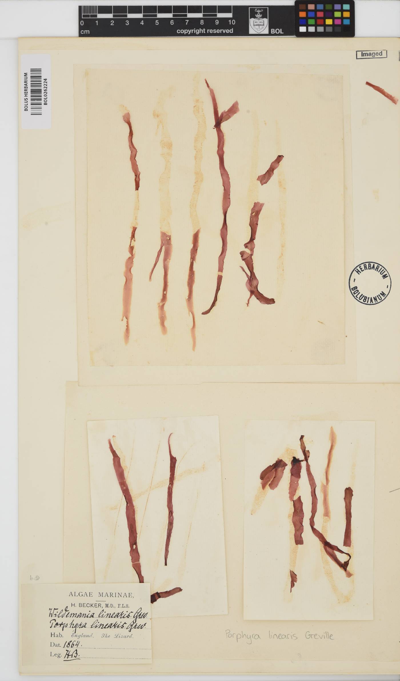 Porphyra linearis image