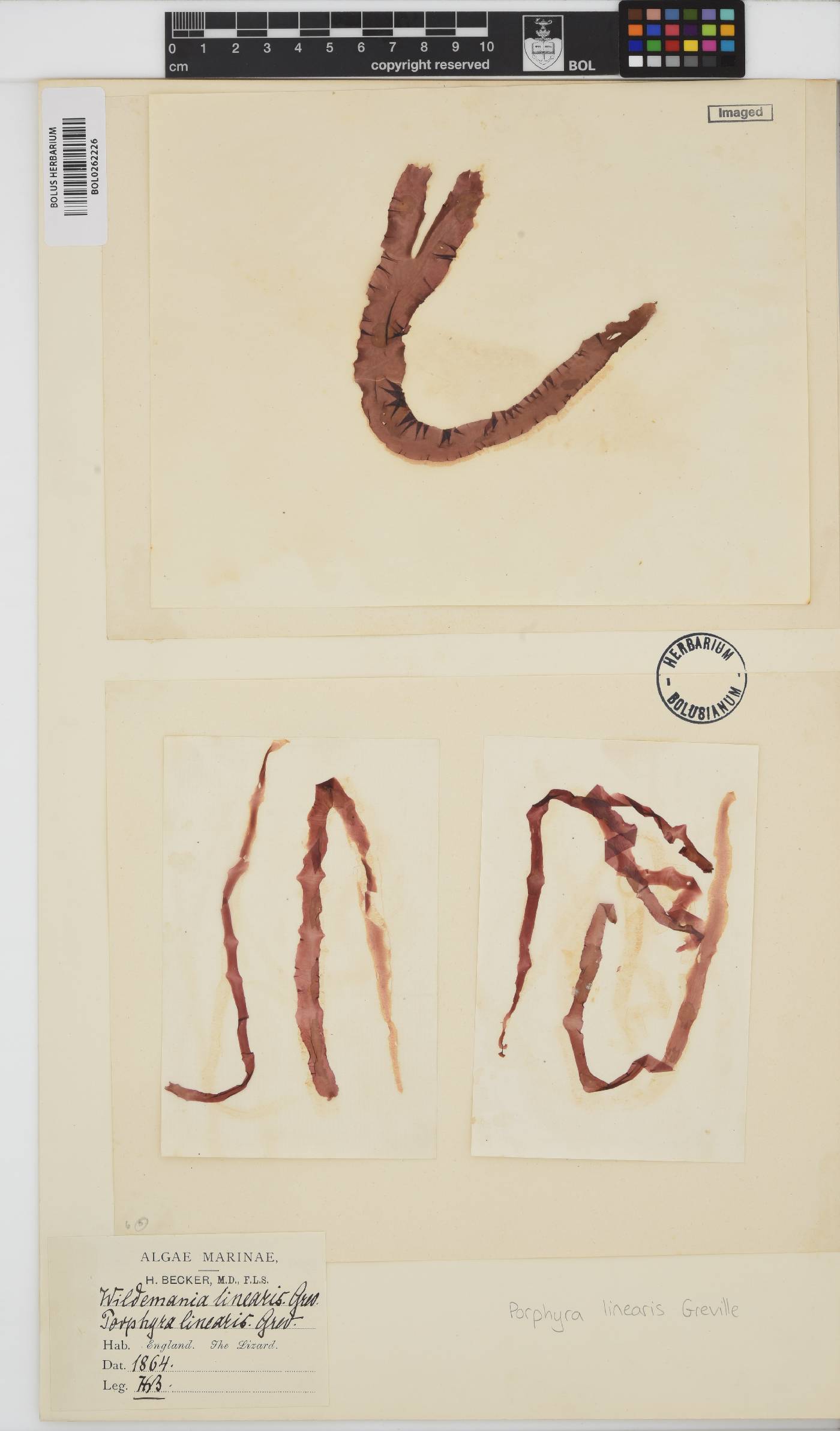 Porphyra linearis image