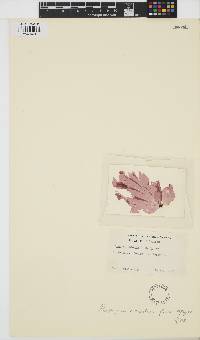 Image of Smithora naiadum