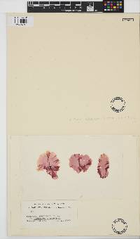 Image of Pyrophyllon subtumens