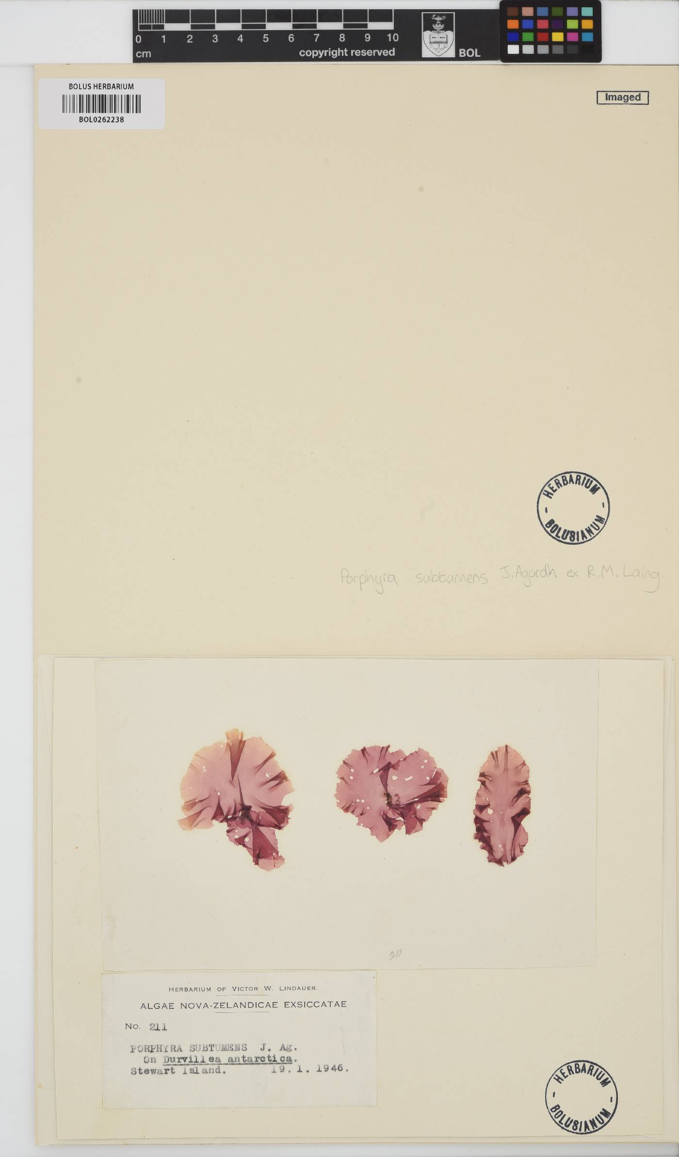 Pyrophyllon subtumens image