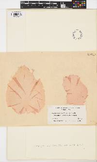Image of Wildemania tenuissima