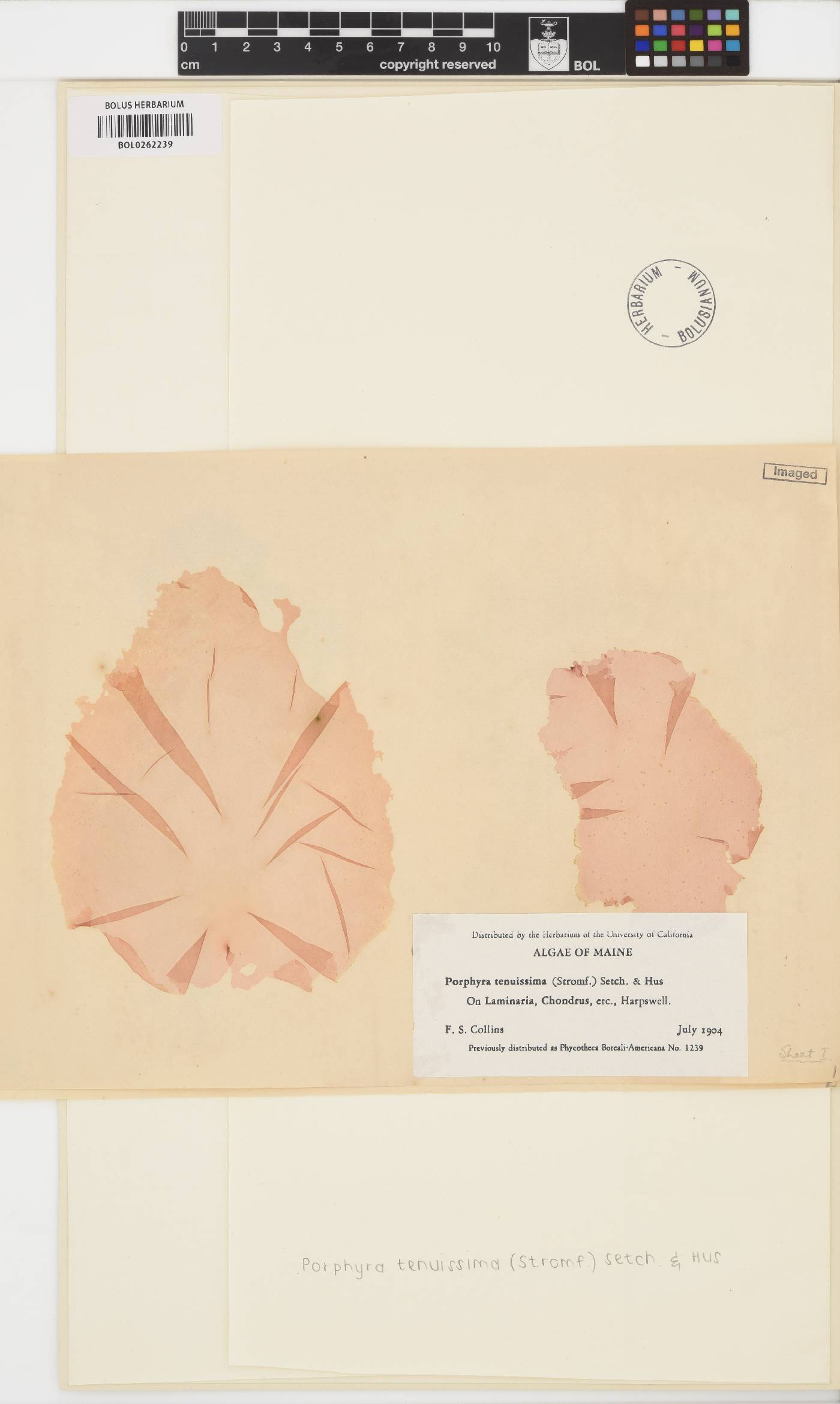 Wildemania tenuissima image