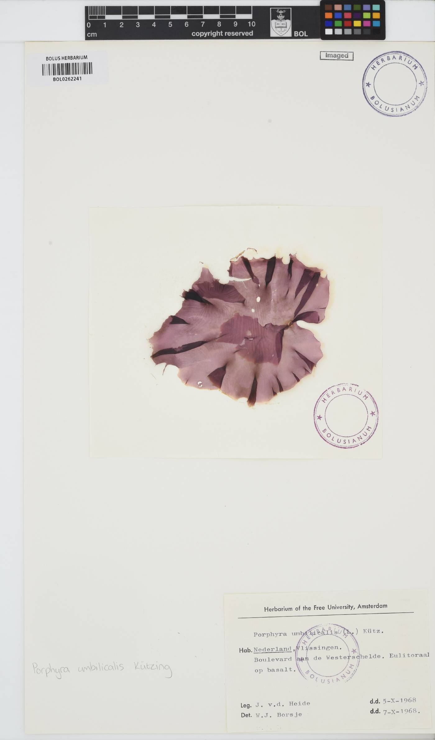 Porphyra umbilicalis image