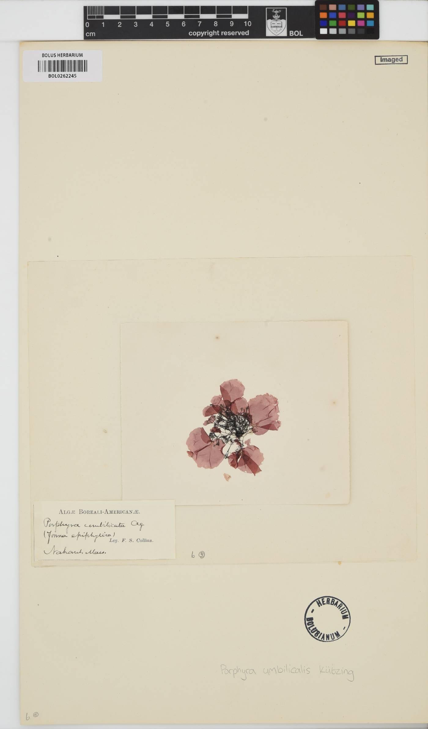 Porphyra umbilicalis image