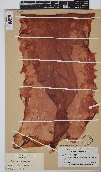 Image of Wildemania variegata