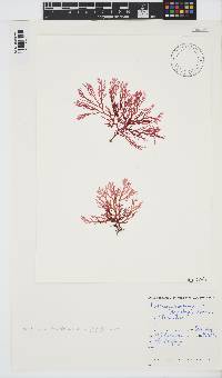 Portieria hornemannii image