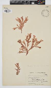 Portieria hornemannii image