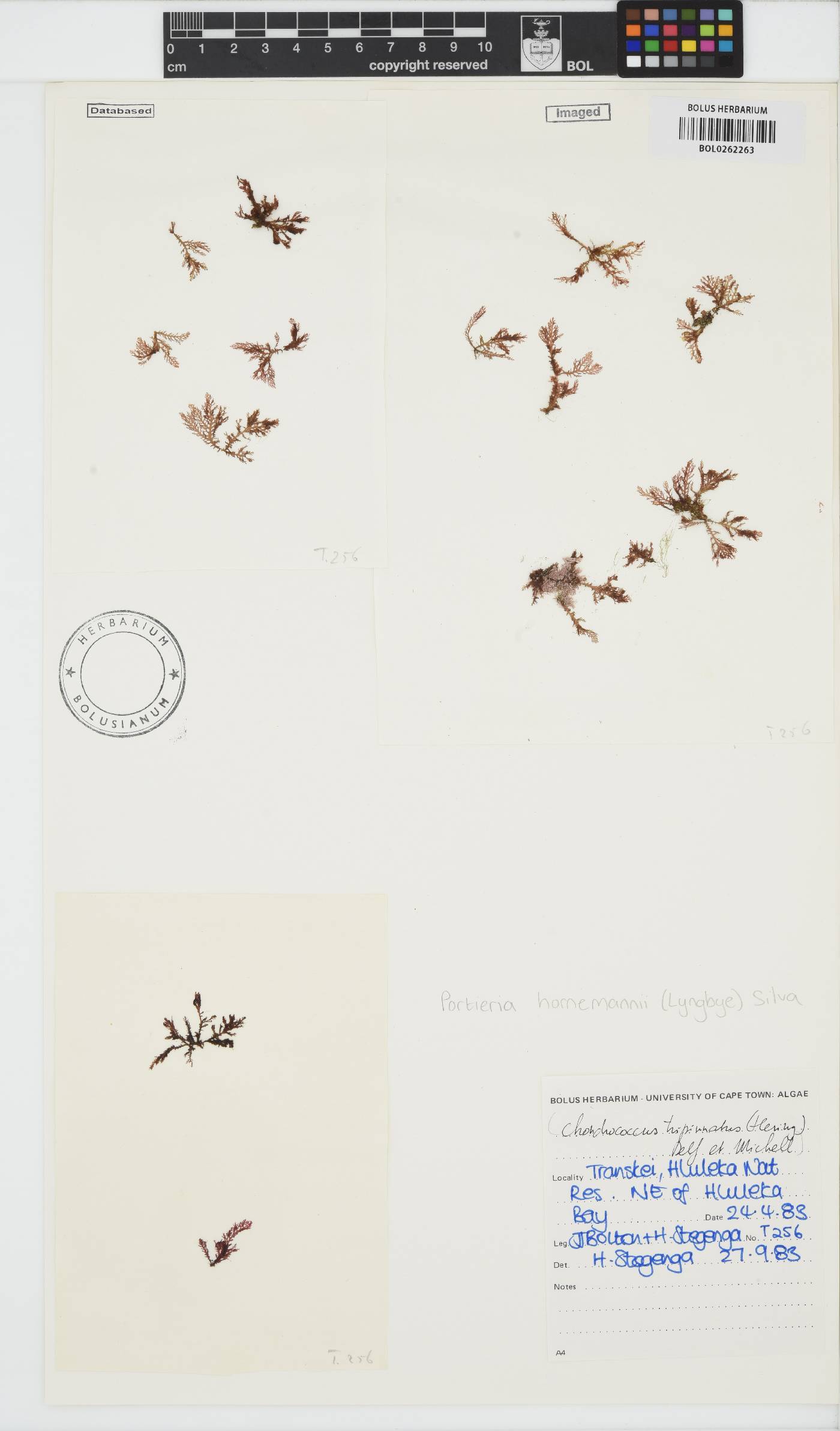 Portieria hornemannii image