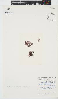 Portieria hornemannii image