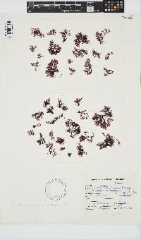 Portieria hornemannii image