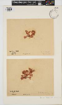 Portieria hornemannii image
