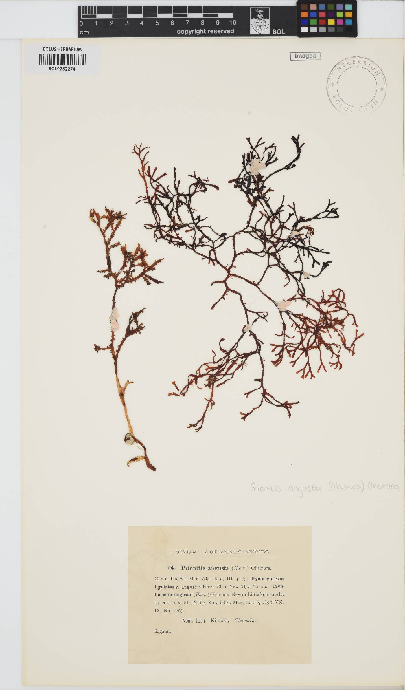 Grateloupia angusta image