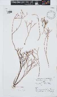 Prionitis filiformis image