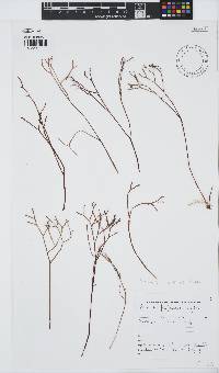 Prionitis filiformis image
