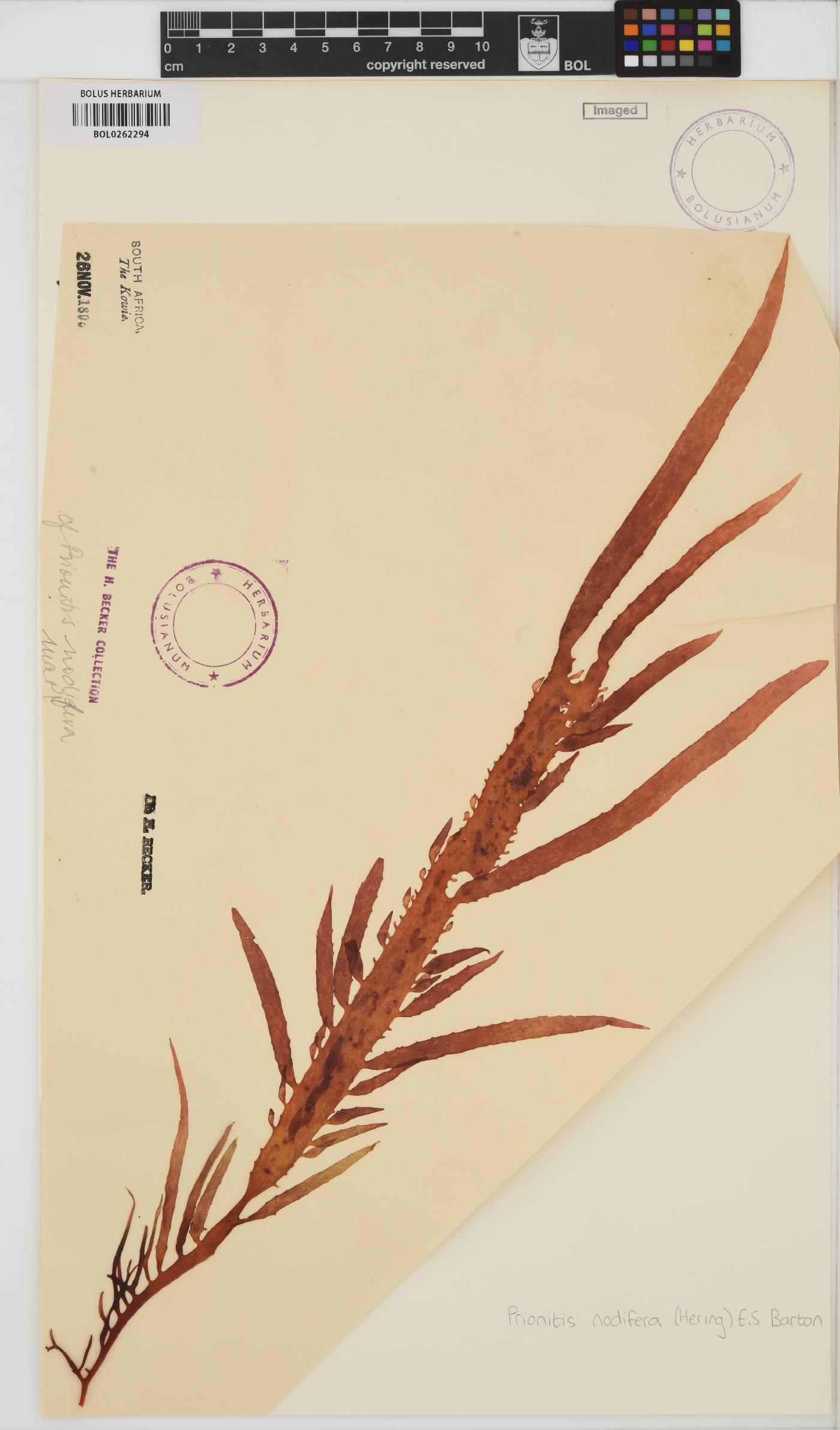 Prionitis nodifera image