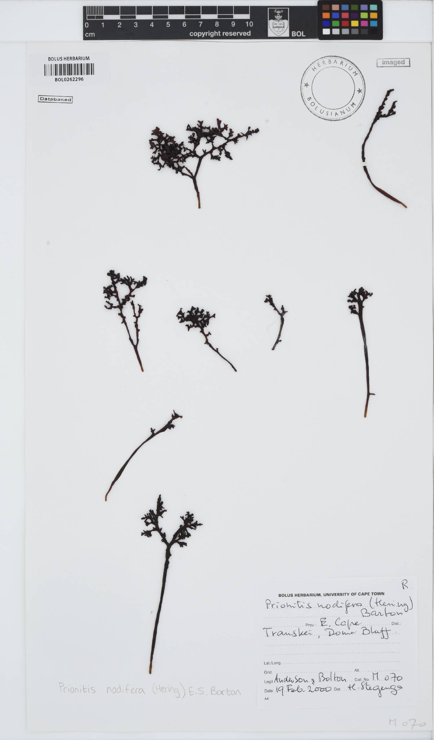 Halymeniaceae image