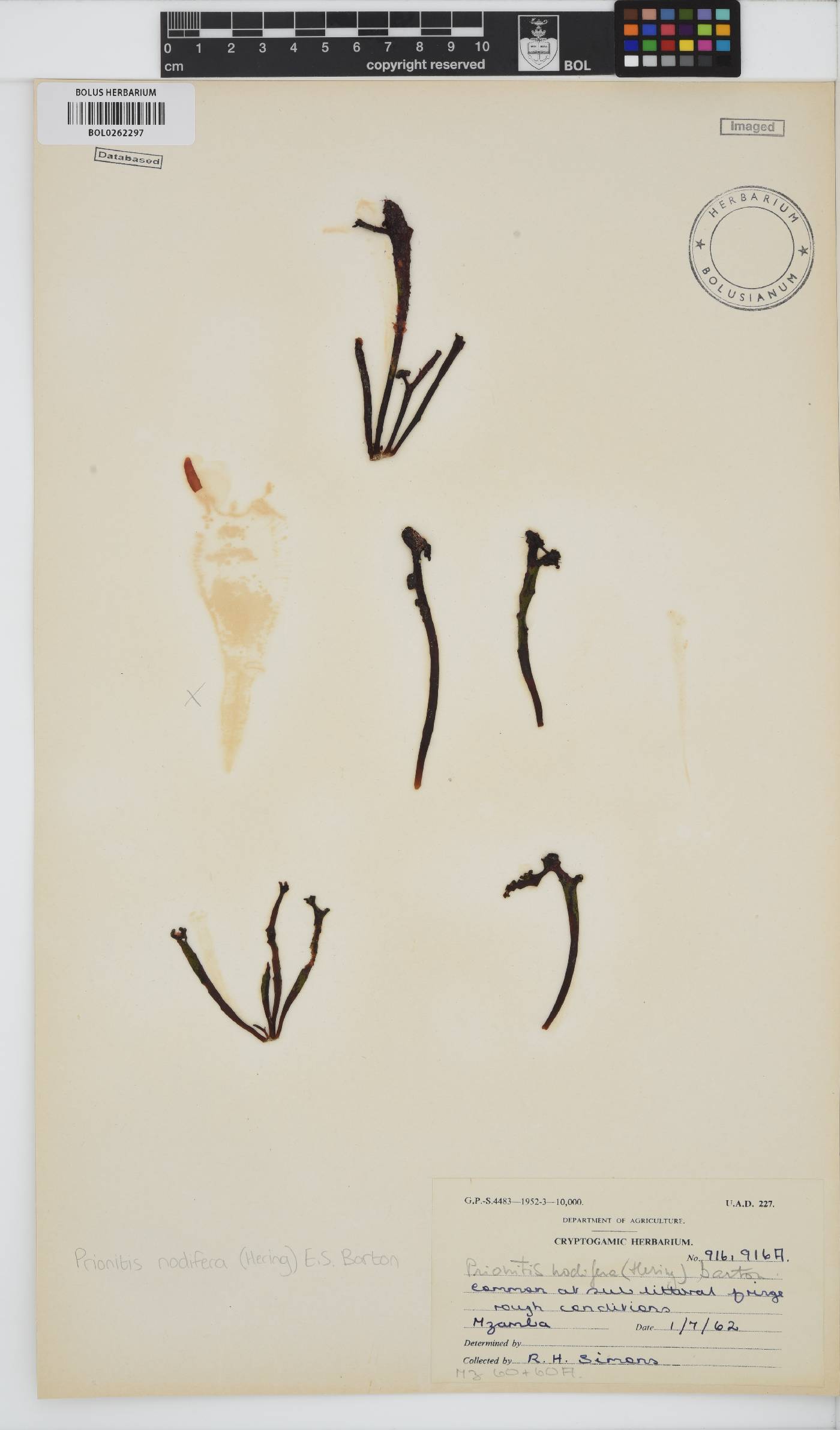 Prionitis nodifera image