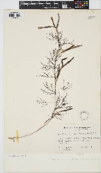 Image of Protokuetzingia australasica