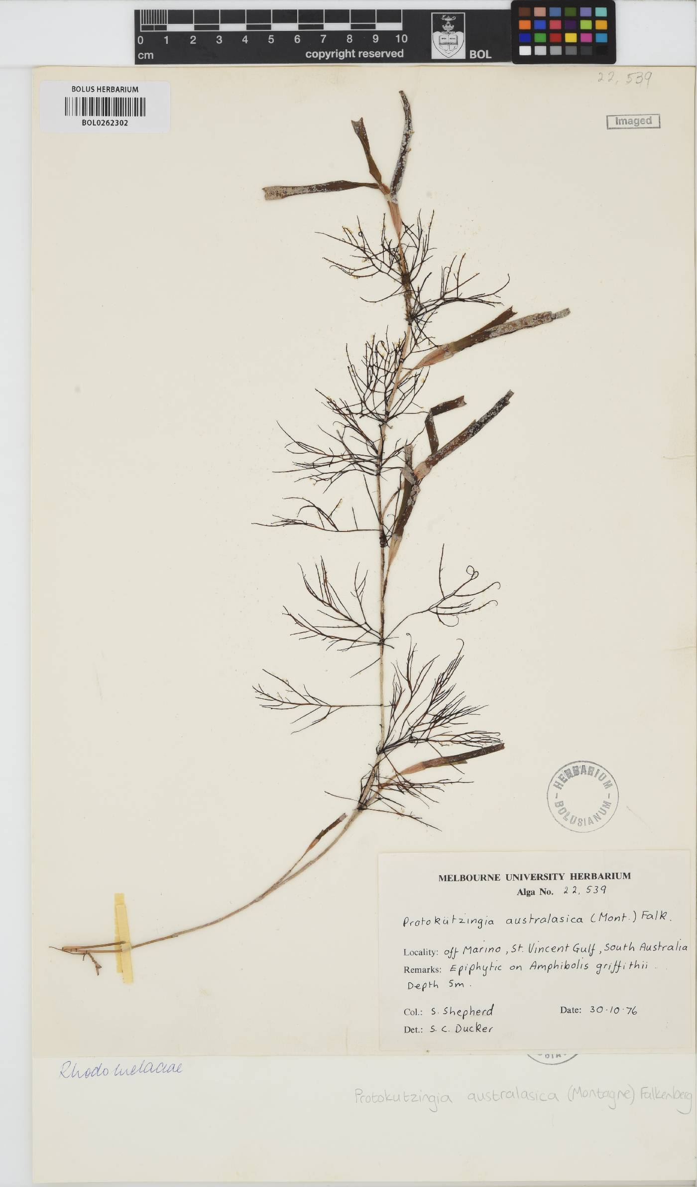 Protokuetzingia image