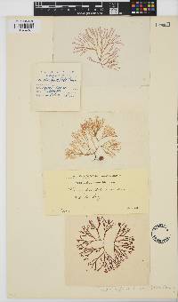 Scinaia capensis image