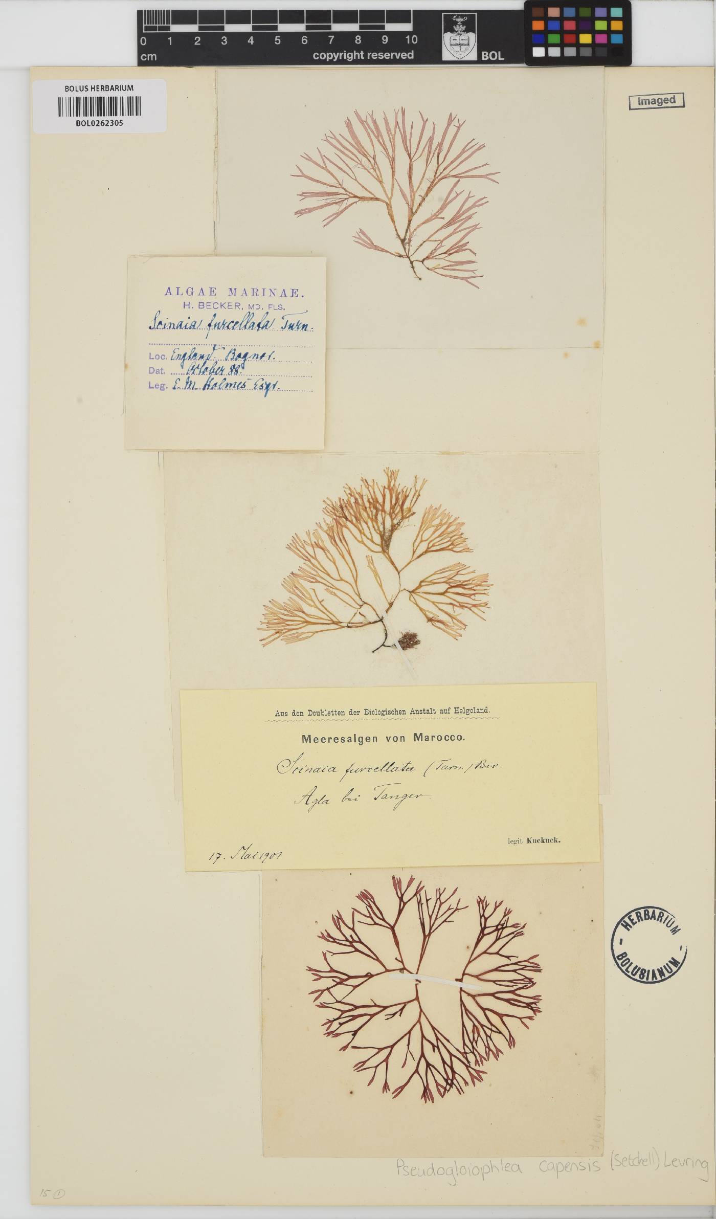 Scinaia image