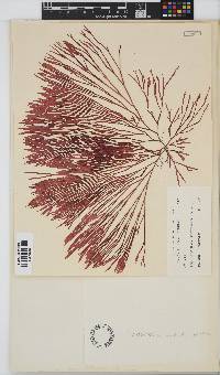 Scinaia acuta image