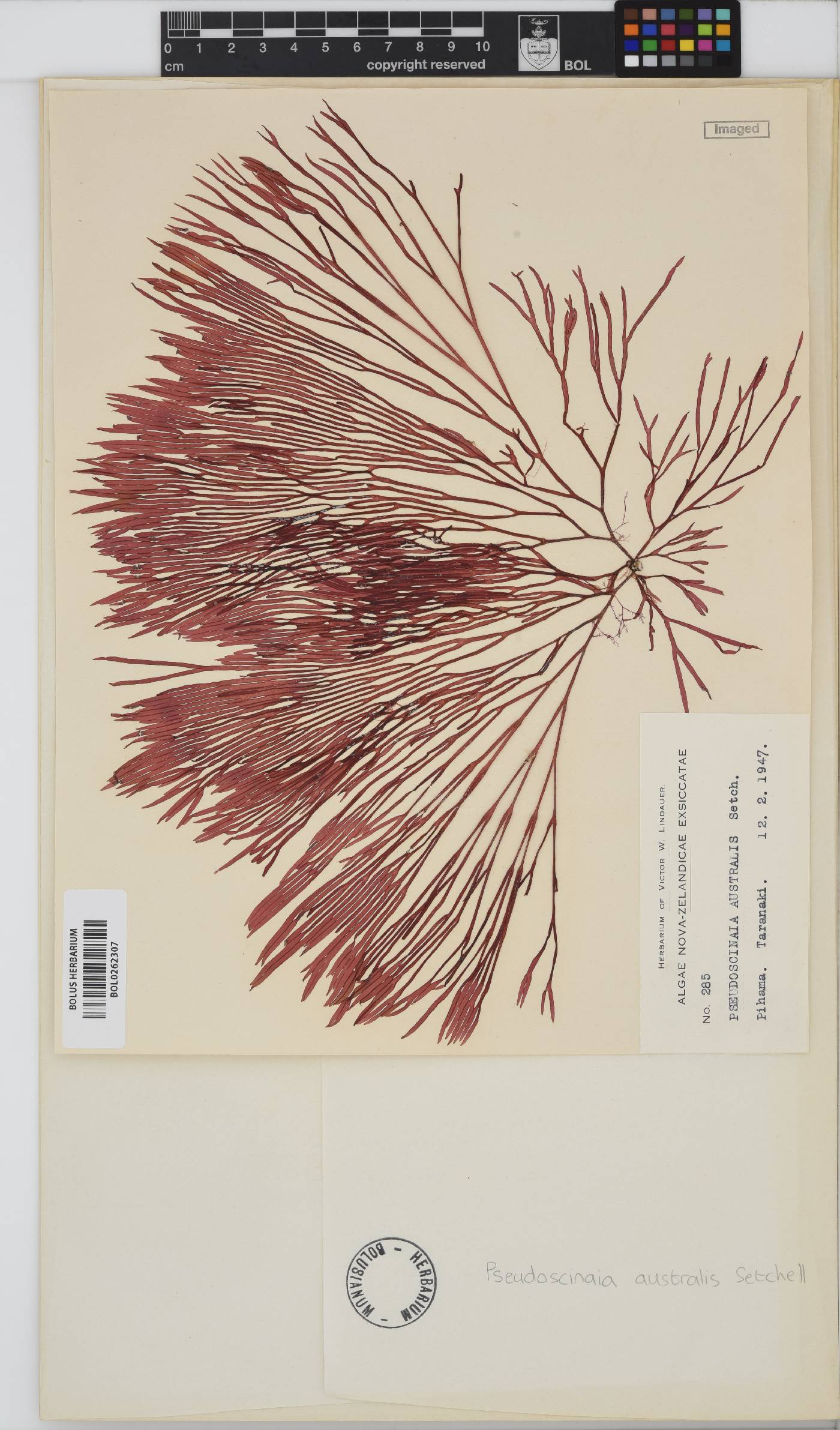 Scinaia acuta image