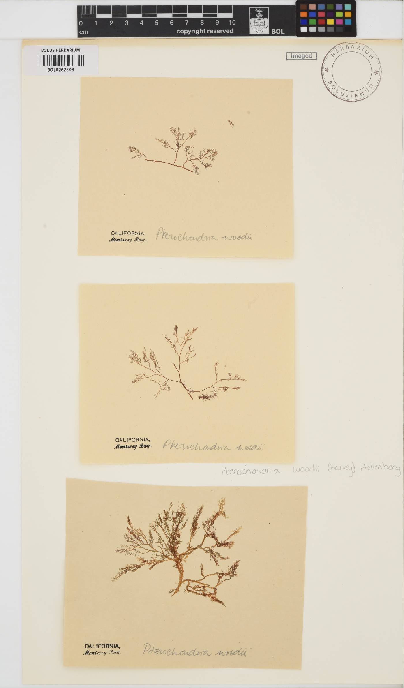Pterochondria woodii image
