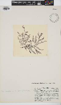 Pterochondria woodii image