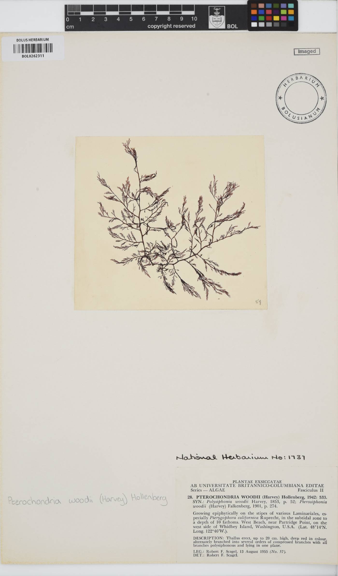 Pterochondria image