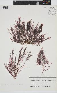 Image of Pterocladiella capillacea