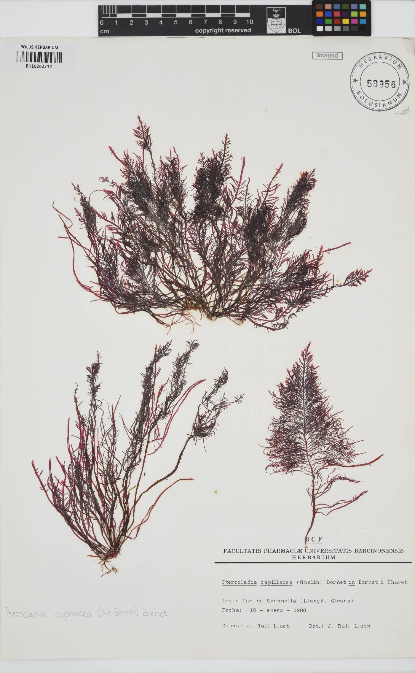 Pterocladiella capillacea image