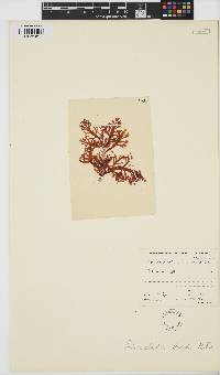 Image of Pterocladia lucida