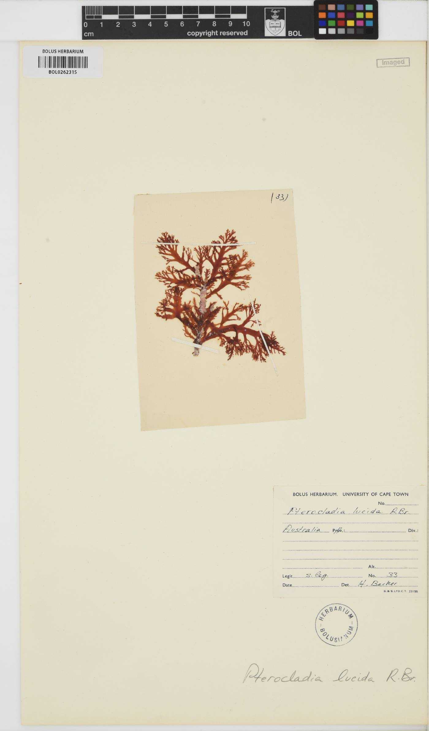 Pterocladia image