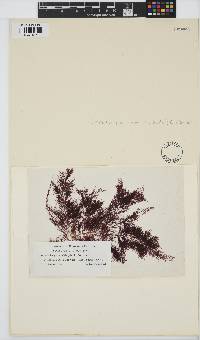 Pterocladiella capillacea image