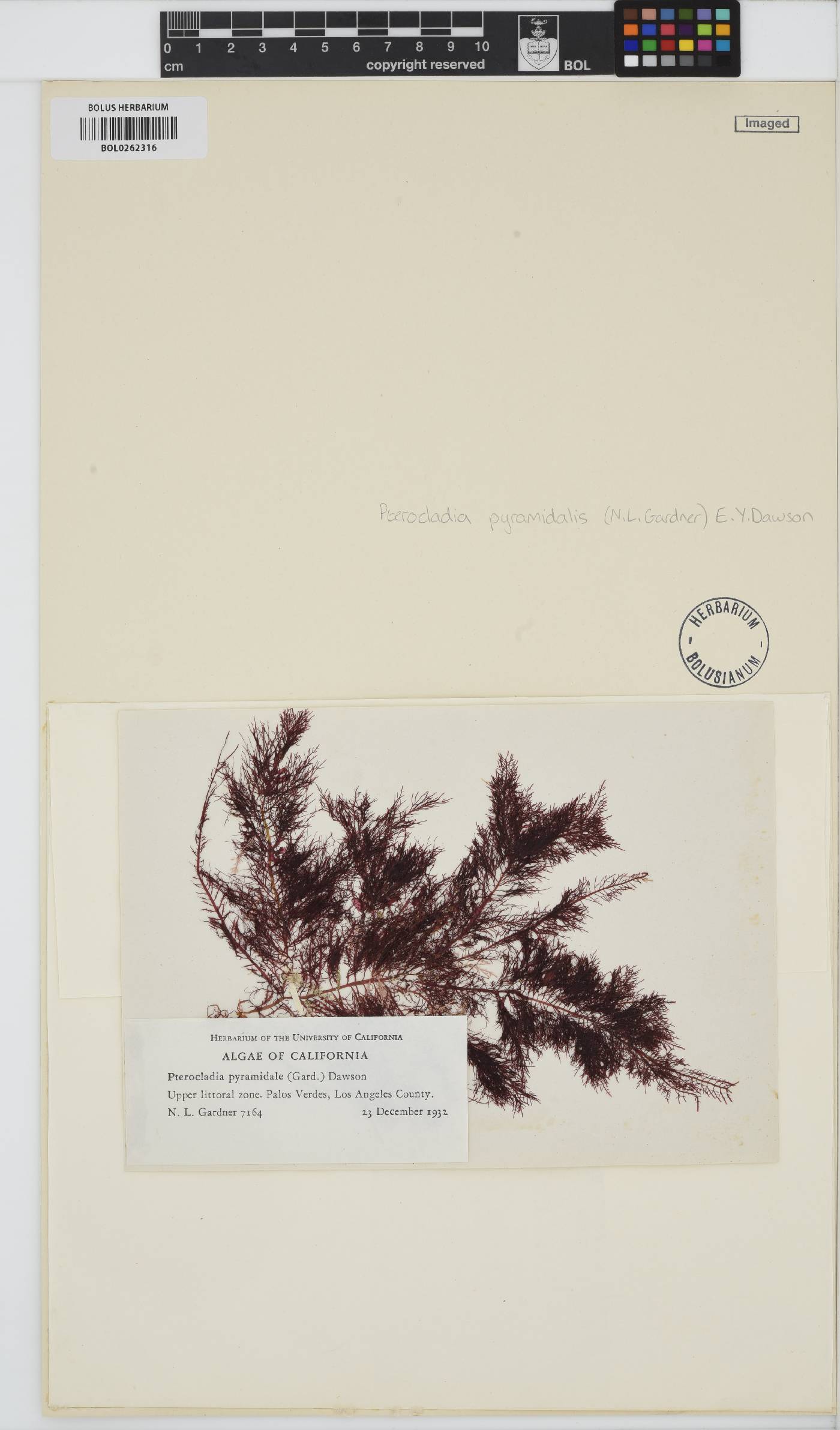Pterocladiella capillacea image