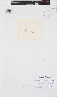 Pterocladiella caespitosa image
