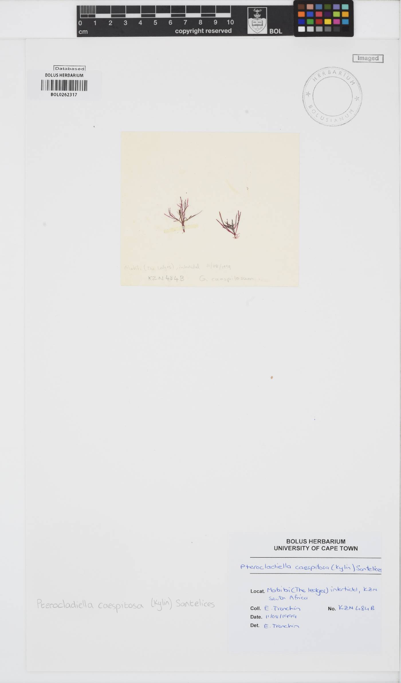 Pterocladiella caespitosa image