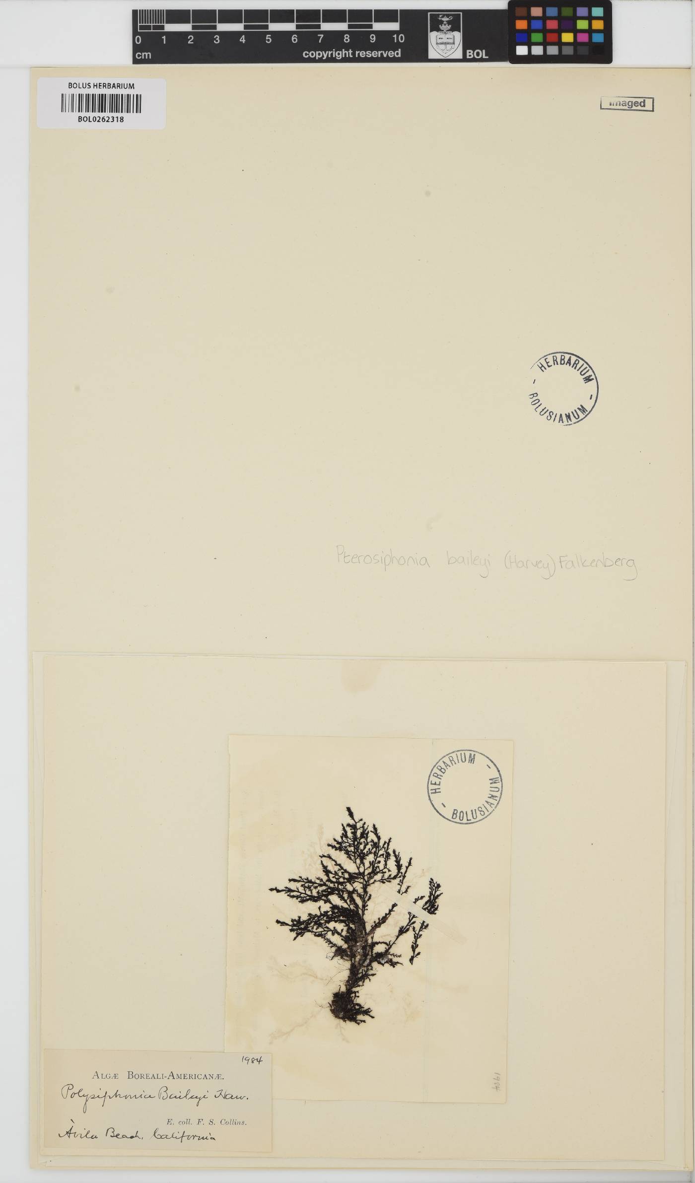 Symphyocladiella baileyi image
