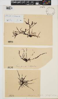 Symphyocladia dendroidea image