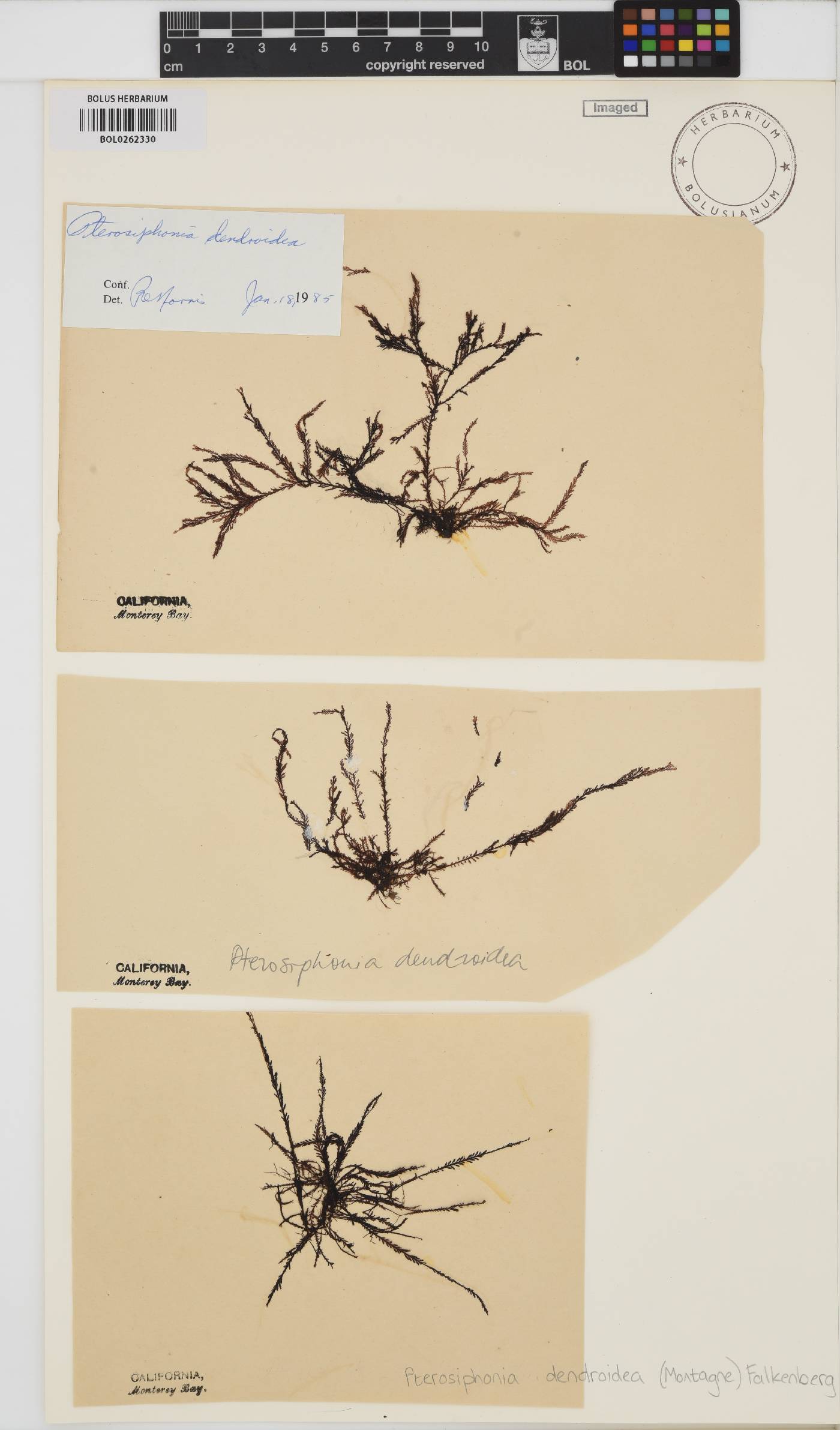 Symphyocladia dendroidea image