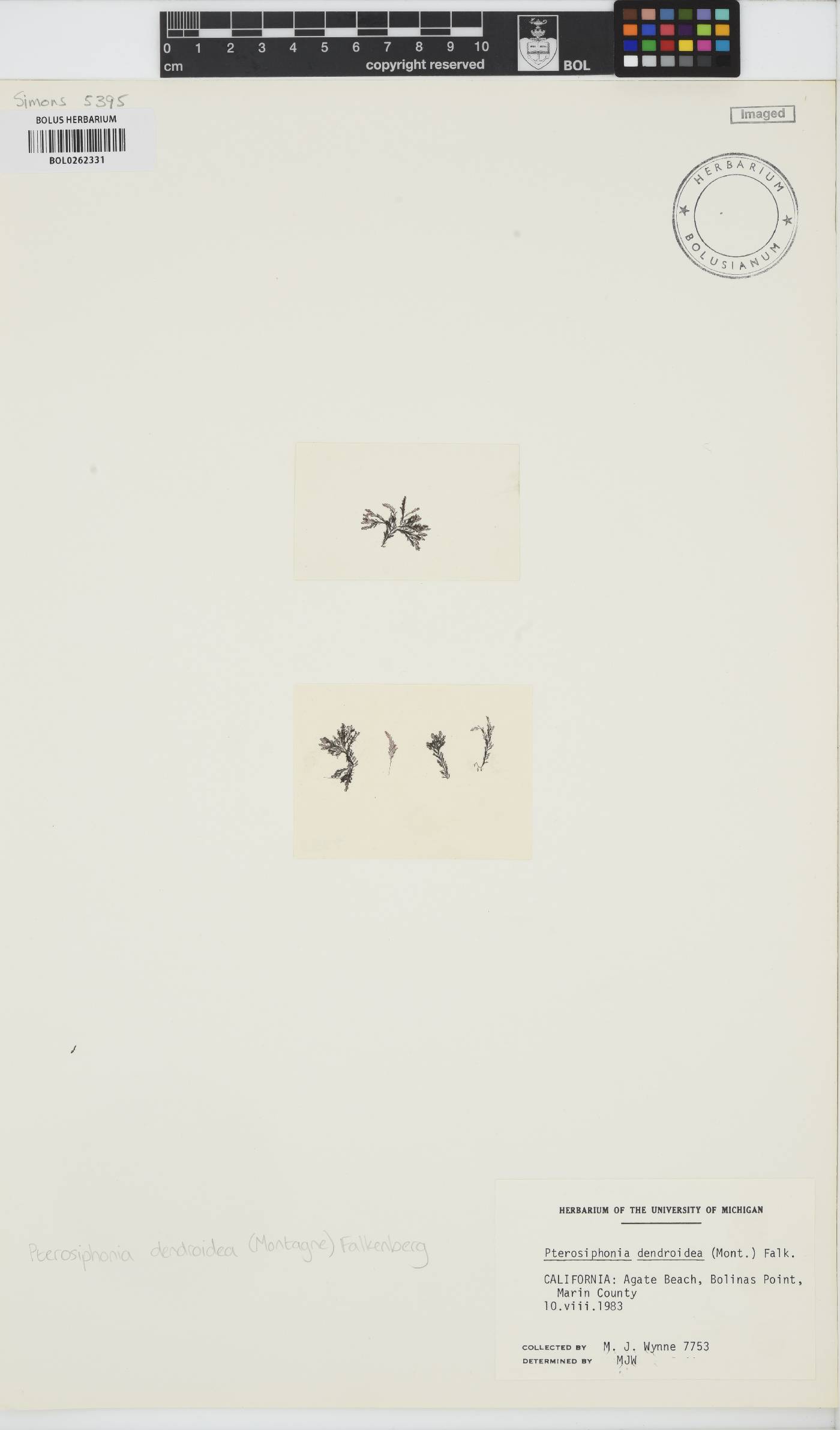 Symphyocladia dendroidea image
