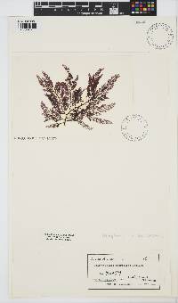 Image of Melanothamnus fibrillosus