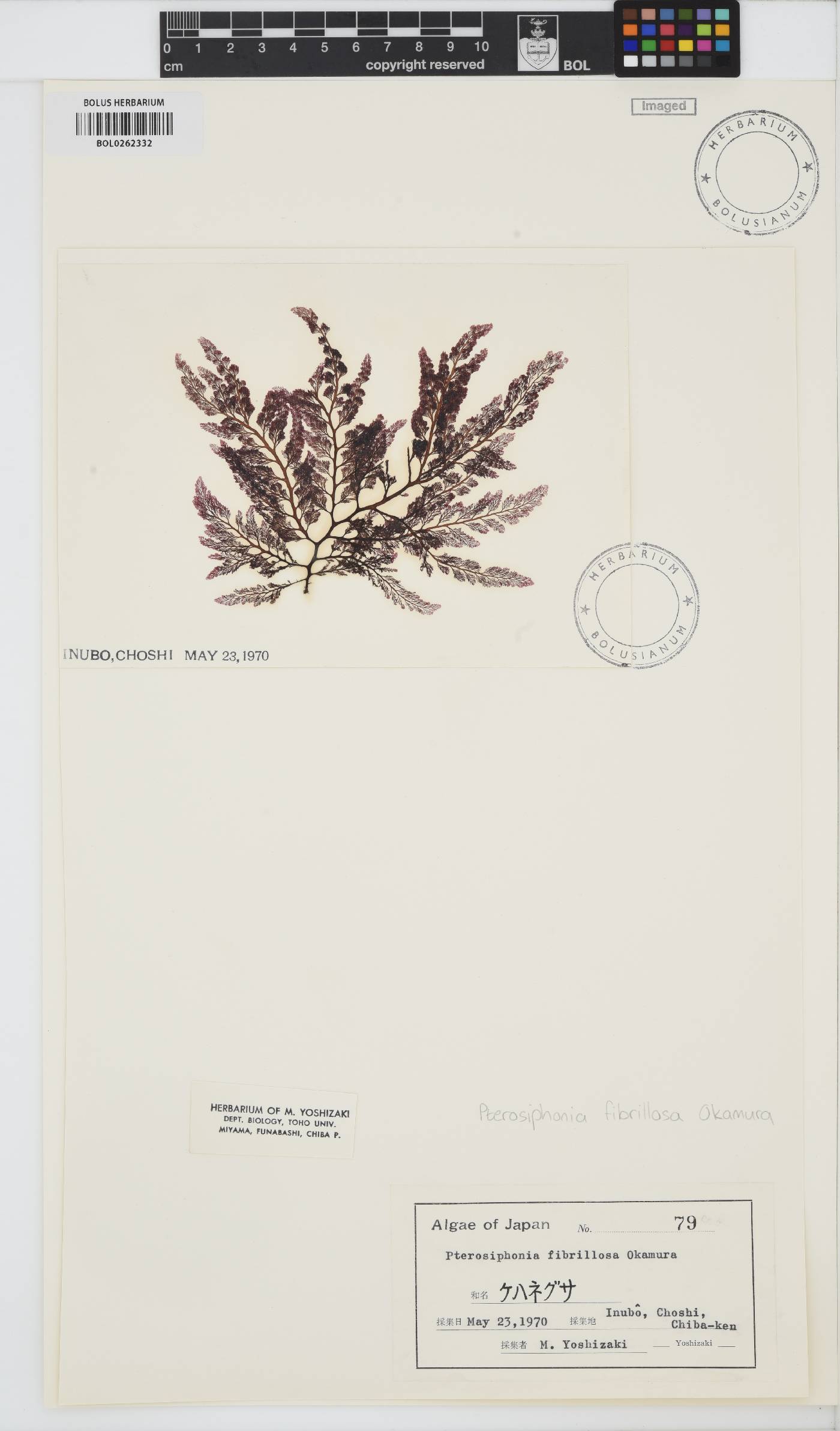 Melanothamnus fibrillosus image