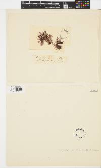 Deltalsia parasitica image