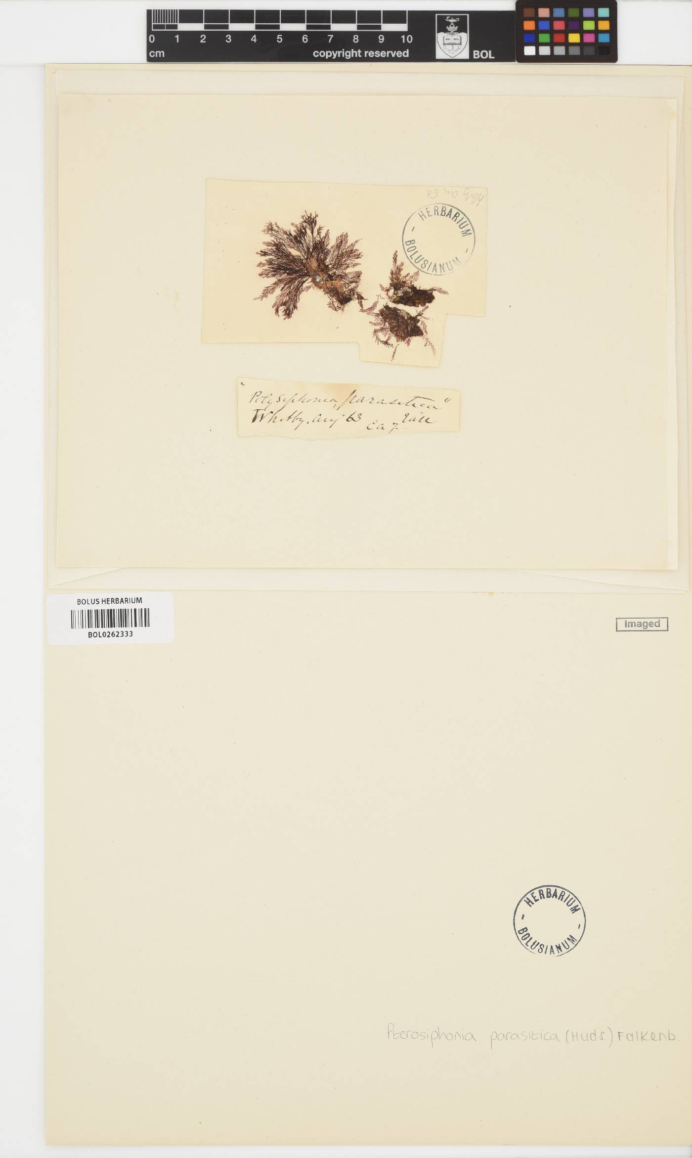 Deltalsia parasitica image