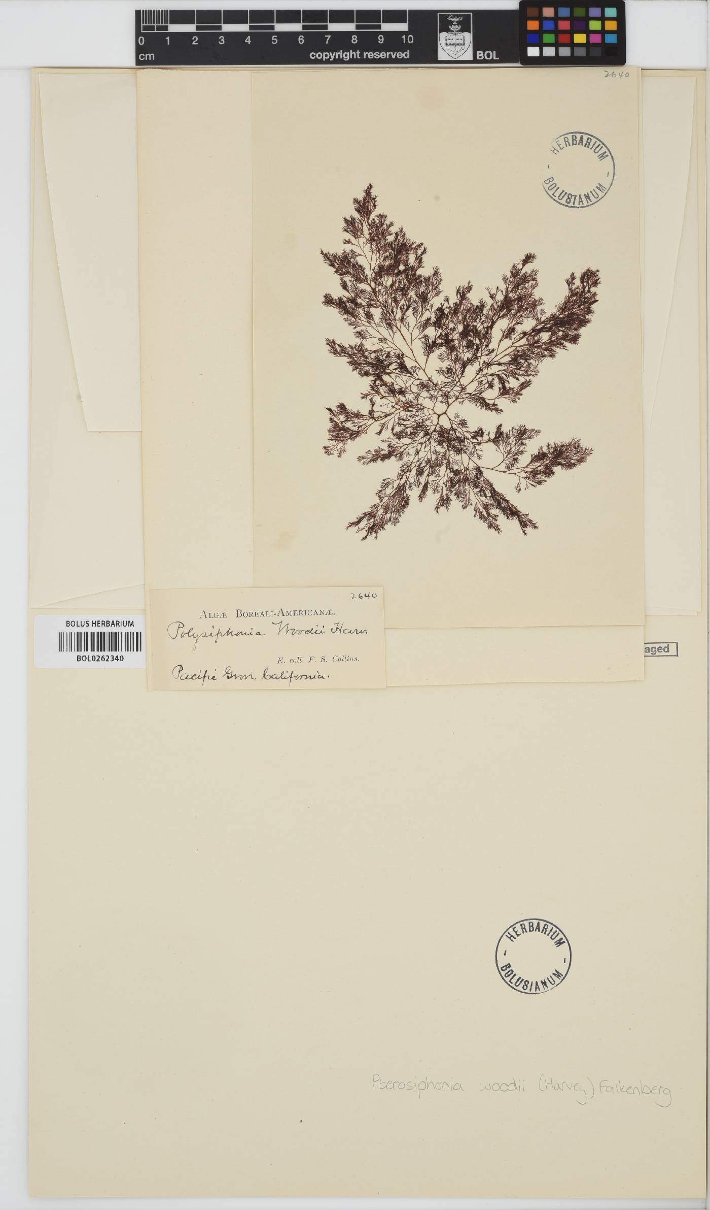 Pterochondria woodii image
