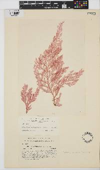 Image of Ptilonia willana